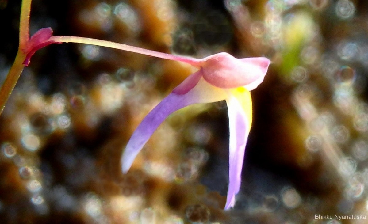 Utricularia striatula Sm.